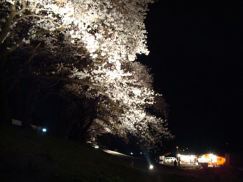 狩野川桜公園情報