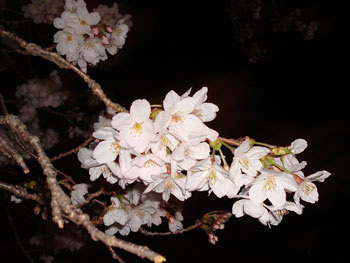 狩野川桜公園情報