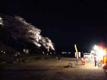 狩野川桜公園情報
