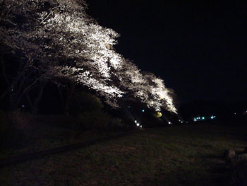 狩野川桜公園情報