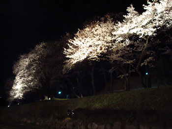 狩野川桜公園情報
