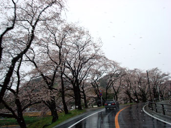 狩野川桜公園情報