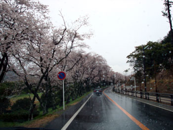 狩野川桜公園情報
