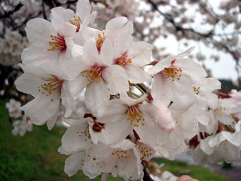 狩野川桜公園情報