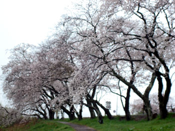 狩野川桜公園情報