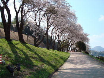 狩野川桜公園情報