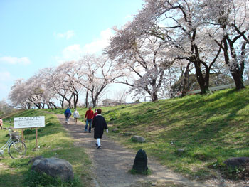 狩野川桜公園情報