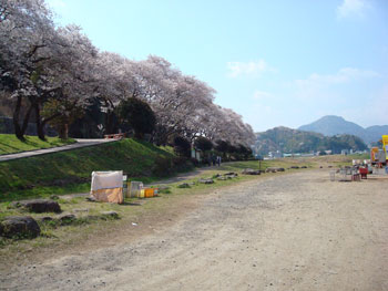 狩野川桜公園情報