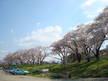 狩野川桜公園情報