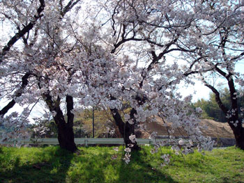 狩野川桜公園情報