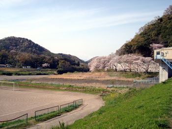 狩野川桜公園情報