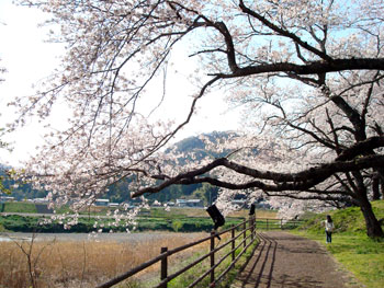 狩野川桜公園情報