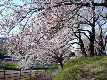 狩野川桜公園情報