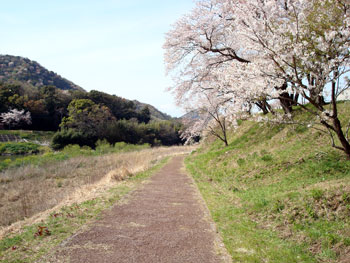 狩野川桜公園情報