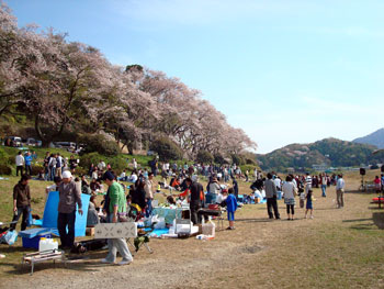 狩野川桜公園情報