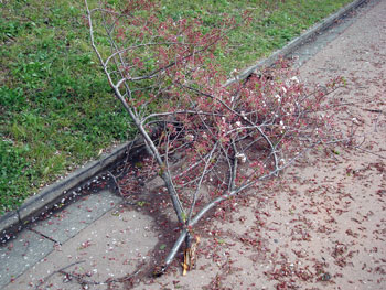 狩野川桜公園情報