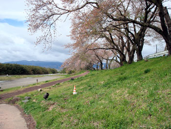 狩野川桜公園情報