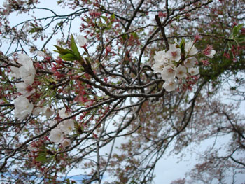 狩野川桜公園情報