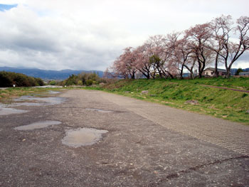 狩野川桜公園情報