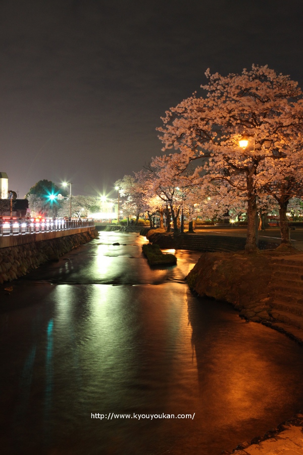 ♪桜♪浅間大社の夜桜