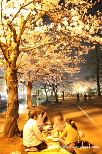 ♪さくらさくら♪　夜桜お花見