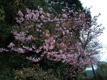 2月12日の河津桜です