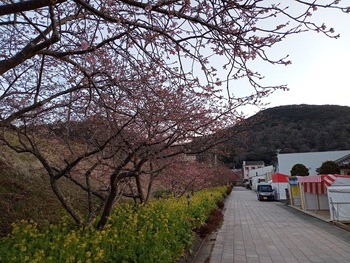 2月12日の河津桜です
