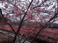 2月14日の河津桜です