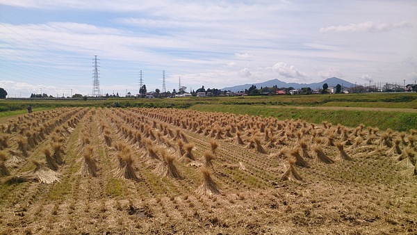 御殿場こしひかり あぜみちウォーキング~田園ウォーク編~♪