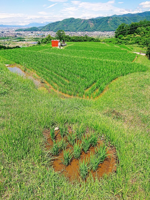 姨捨の棚田@長野県千曲市へ行ってきました!その①!~棚田学会現地見学会~♪ 姨捨の棚田@長野県千曲市へ行ってきました!その①!~棚田学会現地見学会~♪