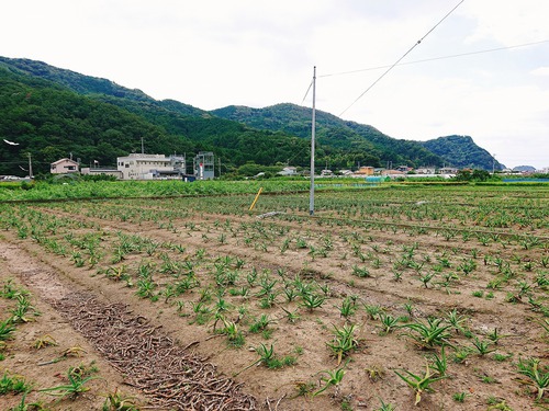 中(西伊豆町)〜ふじのくに美しく品格のある邑づくり現地調査〜♪ 中(西伊豆町)〜ふじのくに美しく品格のある邑づくり現地調査〜♪