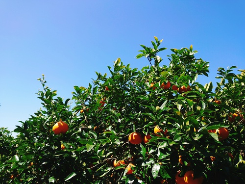 伊豆河津・旬の紅甘夏をぜひご賞味ください! 伊豆河津・旬の紅甘夏をぜひご賞味ください!