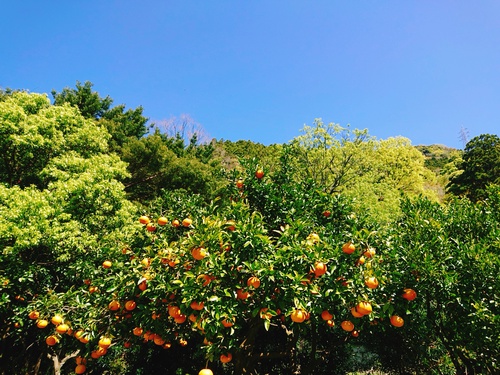 伊豆河津・旬の紅甘夏をぜひご賞味ください! 伊豆河津・旬の紅甘夏をぜひご賞味ください!