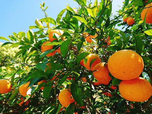 伊豆河津・旬の紅甘夏をぜひご賞味ください! 伊豆河津・旬の紅甘夏をぜひご賞味ください!