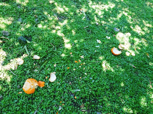 伊豆河津・旬の紅甘夏をぜひご賞味ください! 伊豆河津・旬の紅甘夏をぜひご賞味ください!