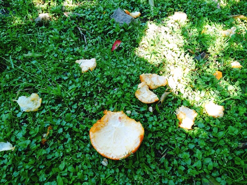伊豆河津・旬の紅甘夏をぜひご賞味ください! 伊豆河津・旬の紅甘夏をぜひご賞味ください!
