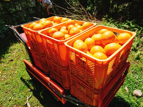 伊豆河津・旬の紅甘夏をぜひご賞味ください! 伊豆河津・旬の紅甘夏をぜひご賞味ください!