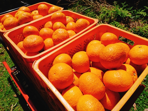 伊豆河津・旬の紅甘夏をぜひご賞味ください! 伊豆河津・旬の紅甘夏をぜひご賞味ください!
