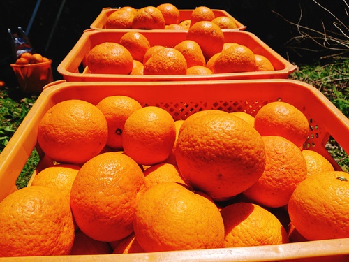 伊豆河津・旬の紅甘夏をぜひご賞味ください! 伊豆河津・旬の紅甘夏をぜひご賞味ください!