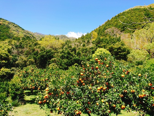 伊豆河津・旬の紅甘夏をぜひご賞味ください! 伊豆河津・旬の紅甘夏をぜひご賞味ください!