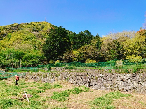 伊豆河津・旬の紅甘夏をぜひご賞味ください! 伊豆河津・旬の紅甘夏をぜひご賞味ください!