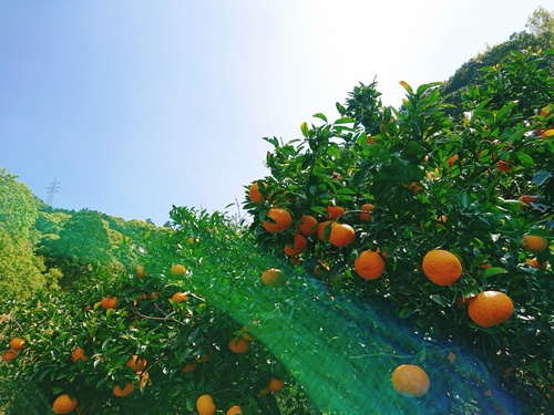 伊豆河津・旬の紅甘夏!お取り寄せの方から嬉しいメッセージ! 伊豆河津・旬の紅甘夏!お取り寄せの方から嬉しいメッセージ!
