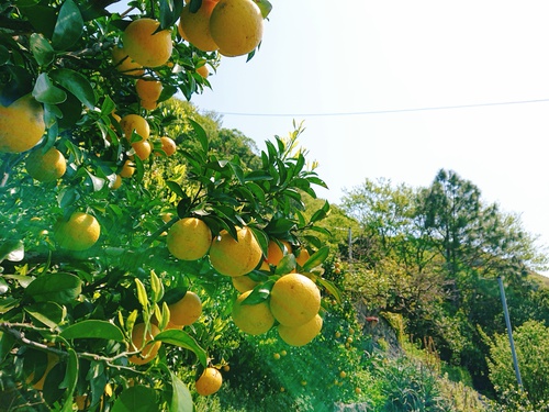 伊豆の初夏の味!ニューサマーオレンジ! 伊豆の初夏の味!ニューサマーオレンジ!