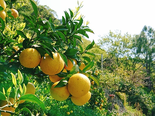 伊豆の初夏の味!ニューサマーオレンジ! 伊豆の初夏の味!ニューサマーオレンジ!