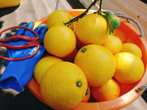 伊豆の初夏の味!ニューサマーオレンジ! 伊豆の初夏の味!ニューサマーオレンジ!