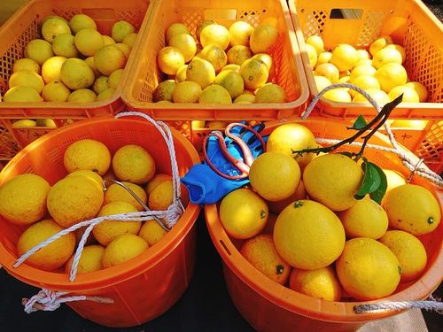 伊豆の初夏の味!ニューサマーオレンジ! 伊豆の初夏の味!ニューサマーオレンジ!