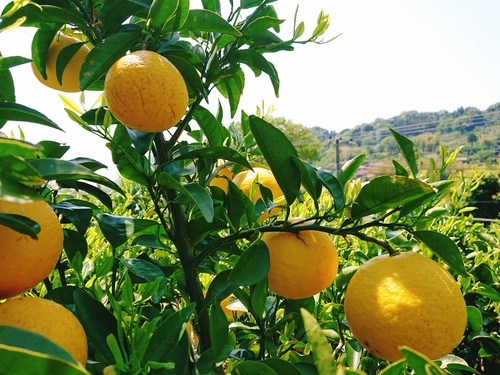 伊豆の初夏の味!ニューサマーオレンジ! 伊豆の初夏の味!ニューサマーオレンジ!