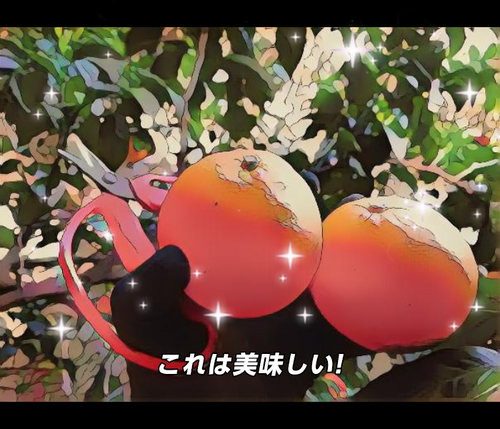 河津特産紅甘夏・ニューサマーオレンジ 好評販売中です! 河津特産紅甘夏・ニューサマーオレンジ 好評販売中です!