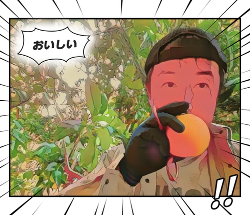 河津特産紅甘夏・ニューサマーオレンジ 好評販売中です! 河津特産紅甘夏・ニューサマーオレンジ 好評販売中です!
