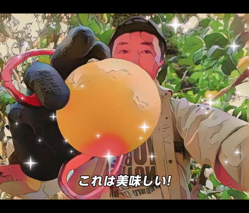 河津特産紅甘夏・ニューサマーオレンジ 好評販売中です! 河津特産紅甘夏・ニューサマーオレンジ 好評販売中です!